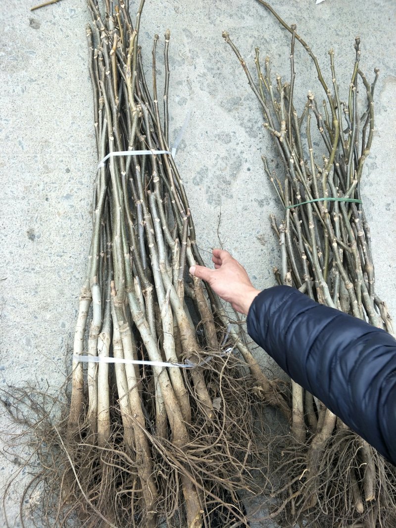 基地直销1公分薄皮香玲核桃苗价格占地核桃树苗批发