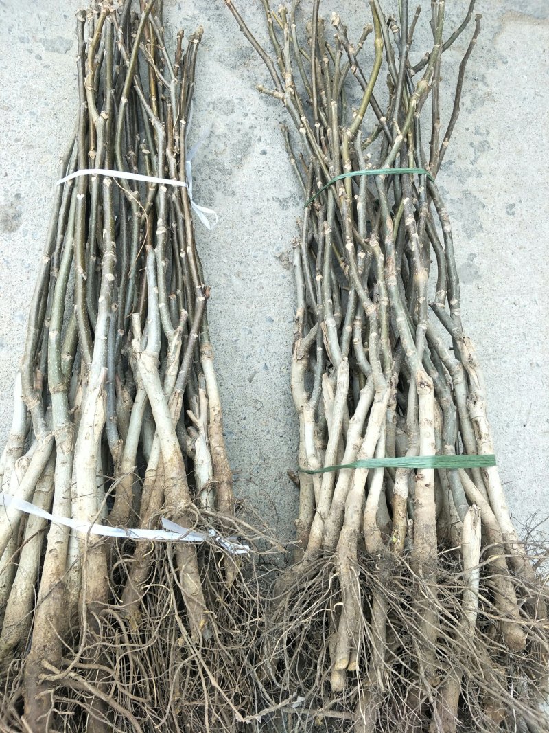 基地直销1公分薄皮香玲核桃苗价格占地核桃树苗批发