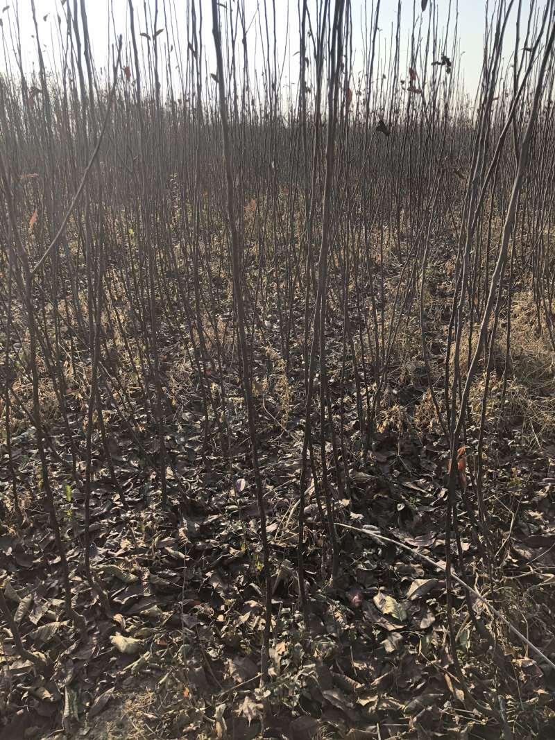供应鸡心果苹果苗、优质鸡心果苹果苗、鸡心果苗