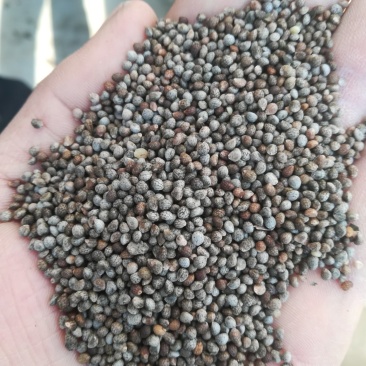 出售灰苏籽，可以食用，榨油，喂鸟，产地直供关系采购