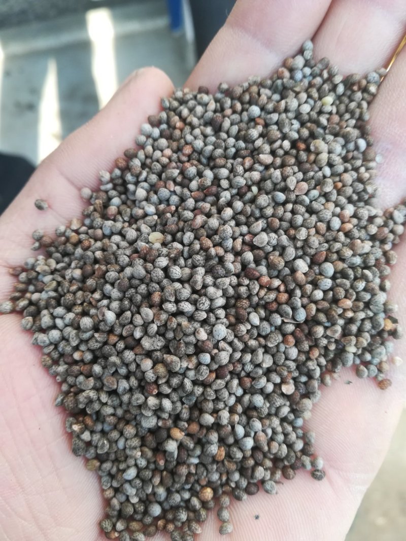 出售灰苏籽，可以食用，榨油，喂鸟，产地直供关系采购