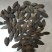 干橄榄大量现货供应质量好一手货源，量大优惠欢迎咨询