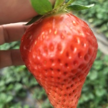 基地直销红颜草莓苗法兰地妙七草莓苗批发草莓苗价格