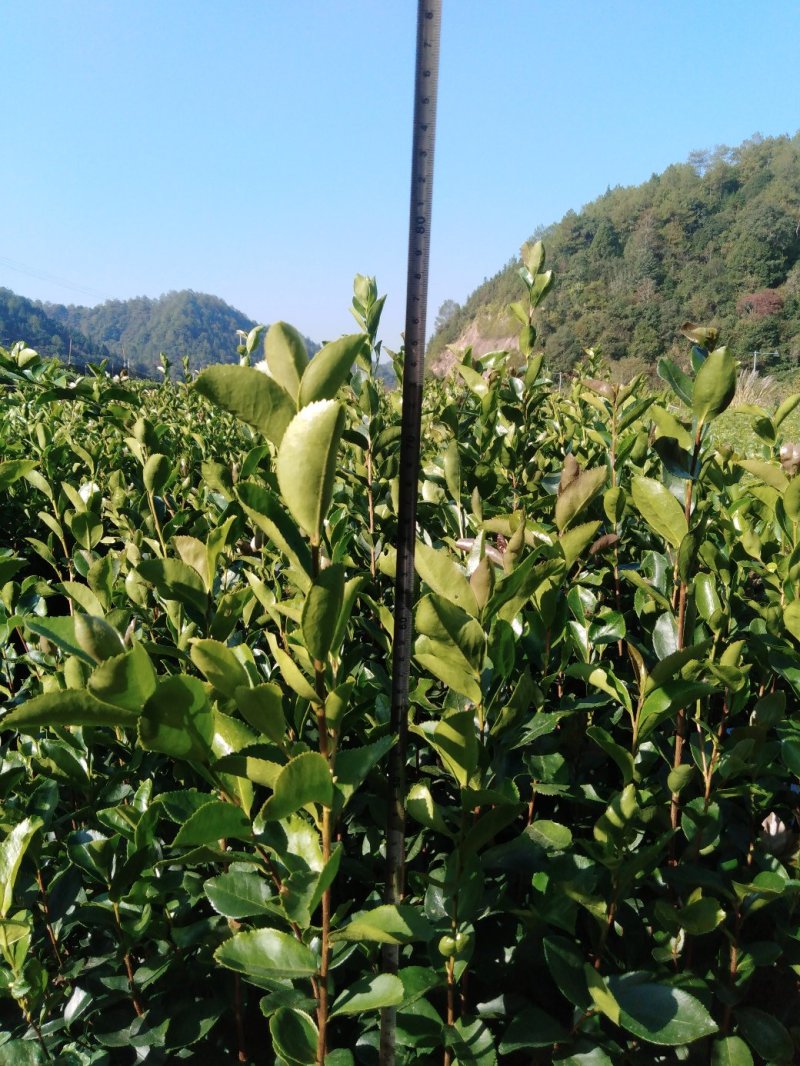 檫树小苗，质优价廉，诚信可靠，欢迎来电！