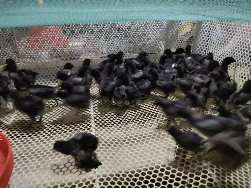 《精选》五黑鸡苗鸡苗量大从优包运输量大优惠