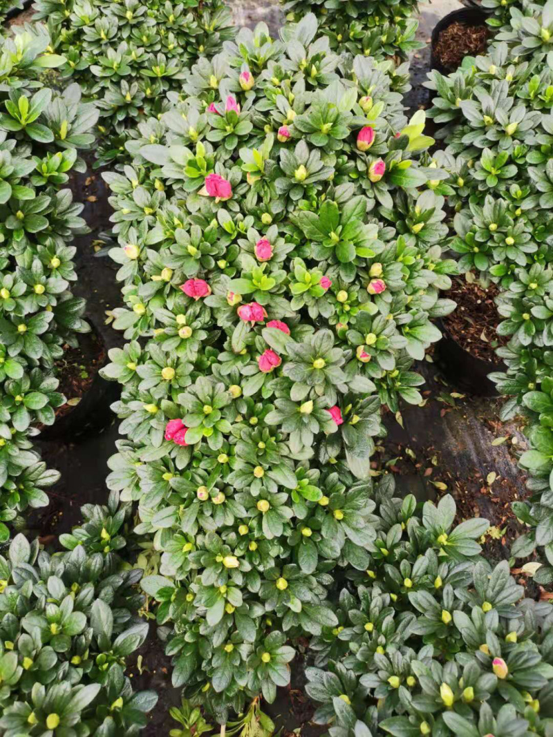 玫红精品造型杜鹃花高山流水凤尾产地直销批发