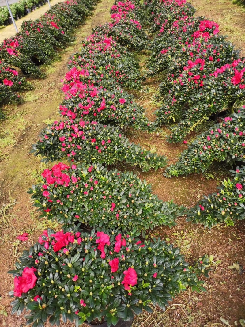 玫红精品造型杜鹃花高山流水凤尾产地直销批发