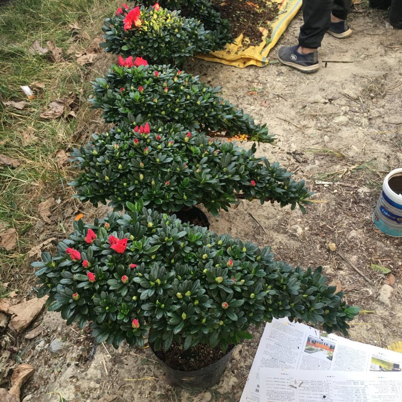 玫红精品造型杜鹃花高山流水凤尾产地直销批发
