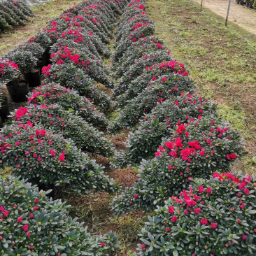 玫红精品造型杜鹃花高山流水凤尾产地直销批发