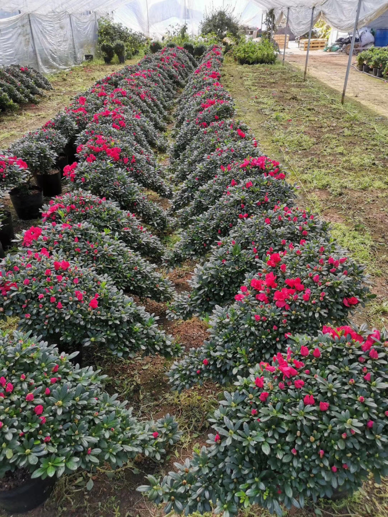 玫红精品造型杜鹃花高山流水凤尾产地直销批发