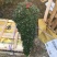 玫红精品造型杜鹃花高山流水凤尾产地直销批发