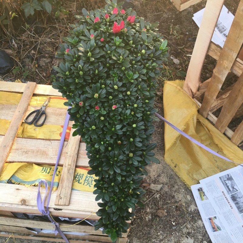 玫红精品造型杜鹃花高山流水凤尾产地直销批发