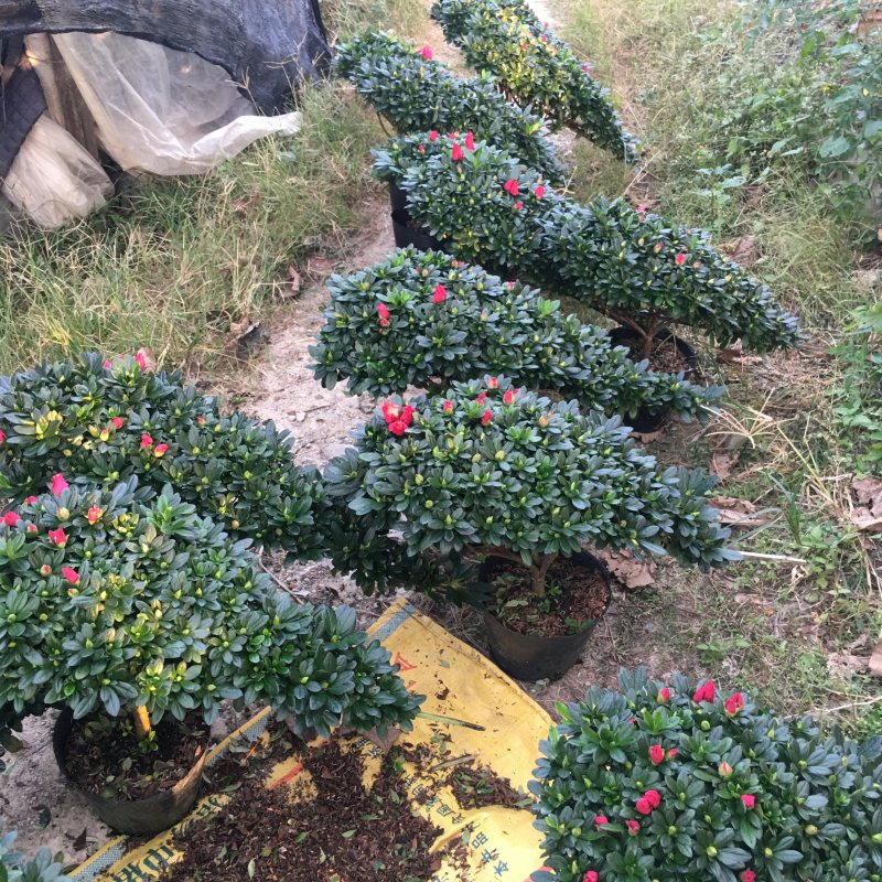 玫红精品造型杜鹃花高山流水凤尾产地直销批发