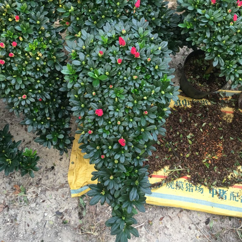 玫红精品造型杜鹃花高山流水凤尾产地直销批发