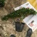 玫红精品造型杜鹃花高山流水凤尾产地直销批发