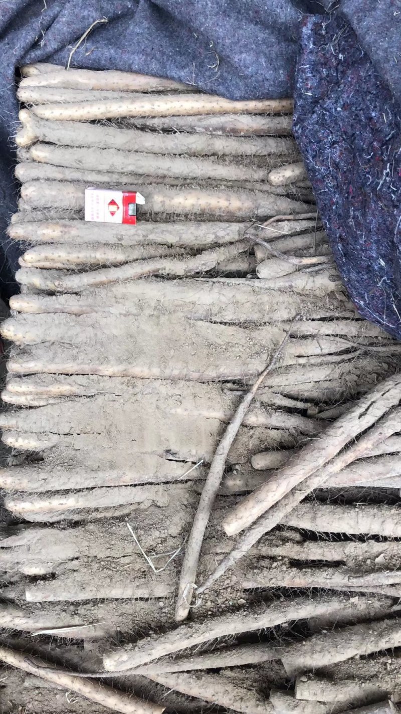山西永济牛腿白玉山药，产地直发，货源充促，量大从优！