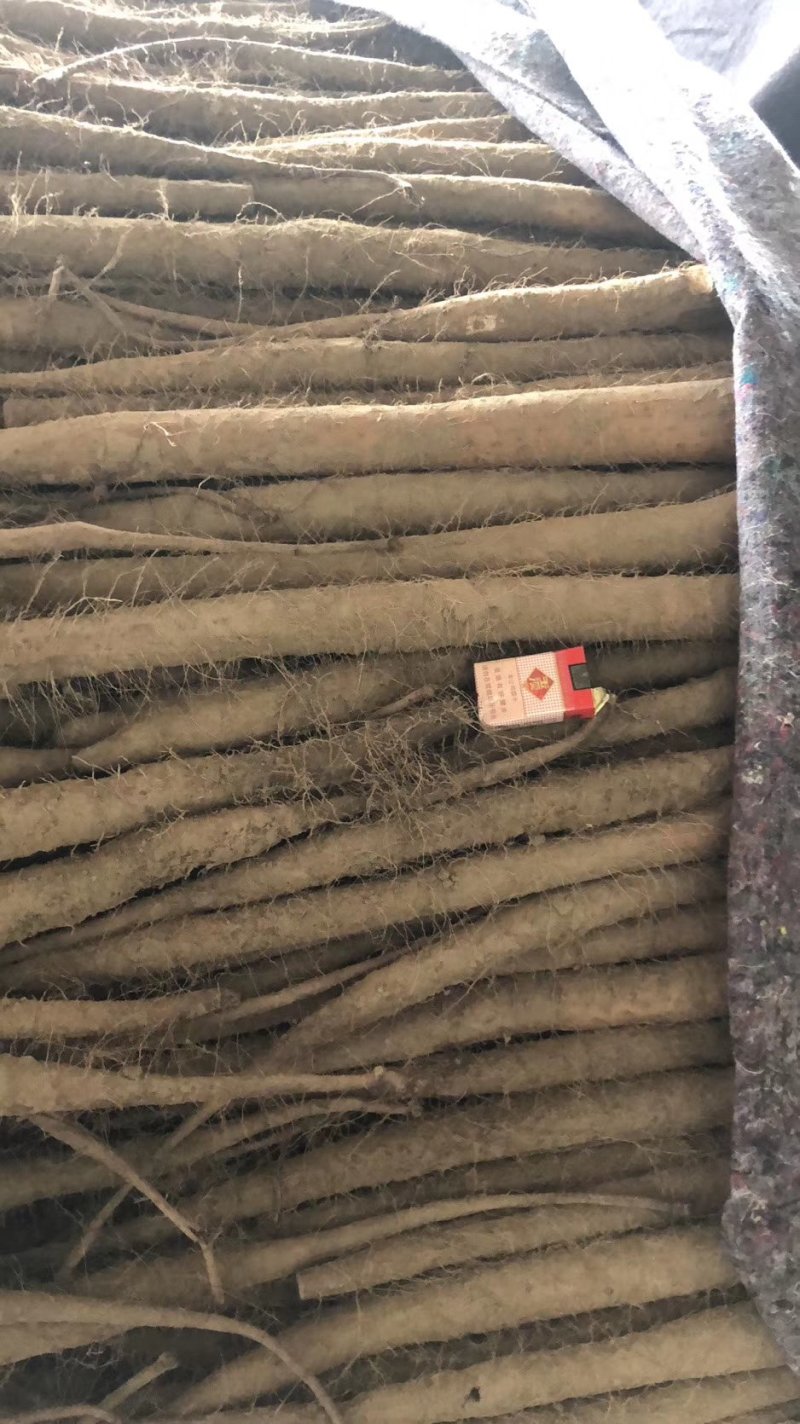山西永济牛腿白玉山药，产地直发，货源充促，量大从优！