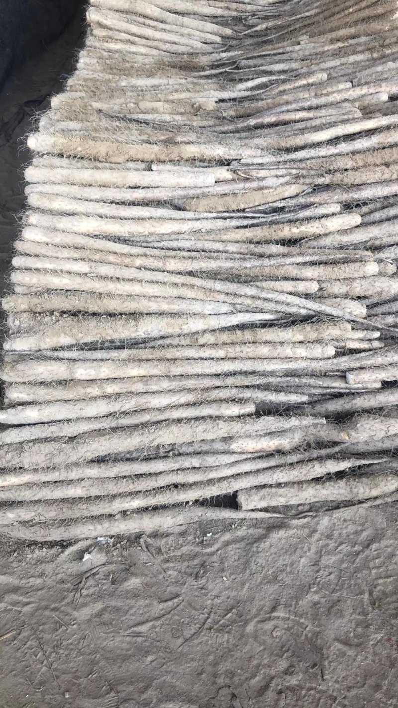 山西永济牛腿白玉山药，产地直发，货源充促，量大从优！