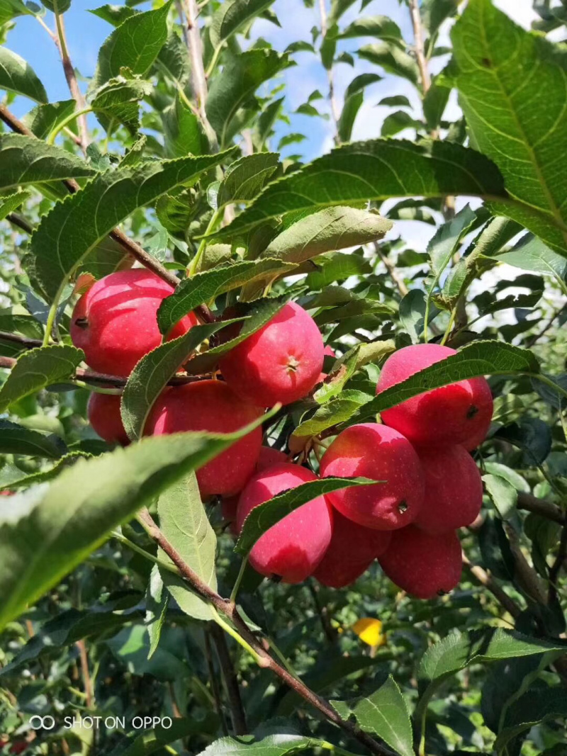 鸡心果苹果苗，冰糖心小苹果，口感甜脆，甘甜可口，