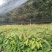 油茶小苗，质优价廉，诚信可靠！基地直供！