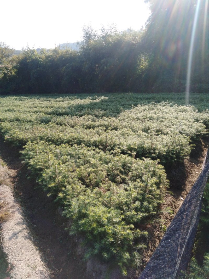 油茶小苗，质优价廉，诚信可靠！基地直供！