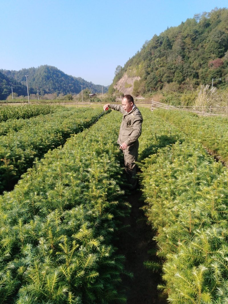 油茶小苗，质优价廉，诚信可靠！基地直供！