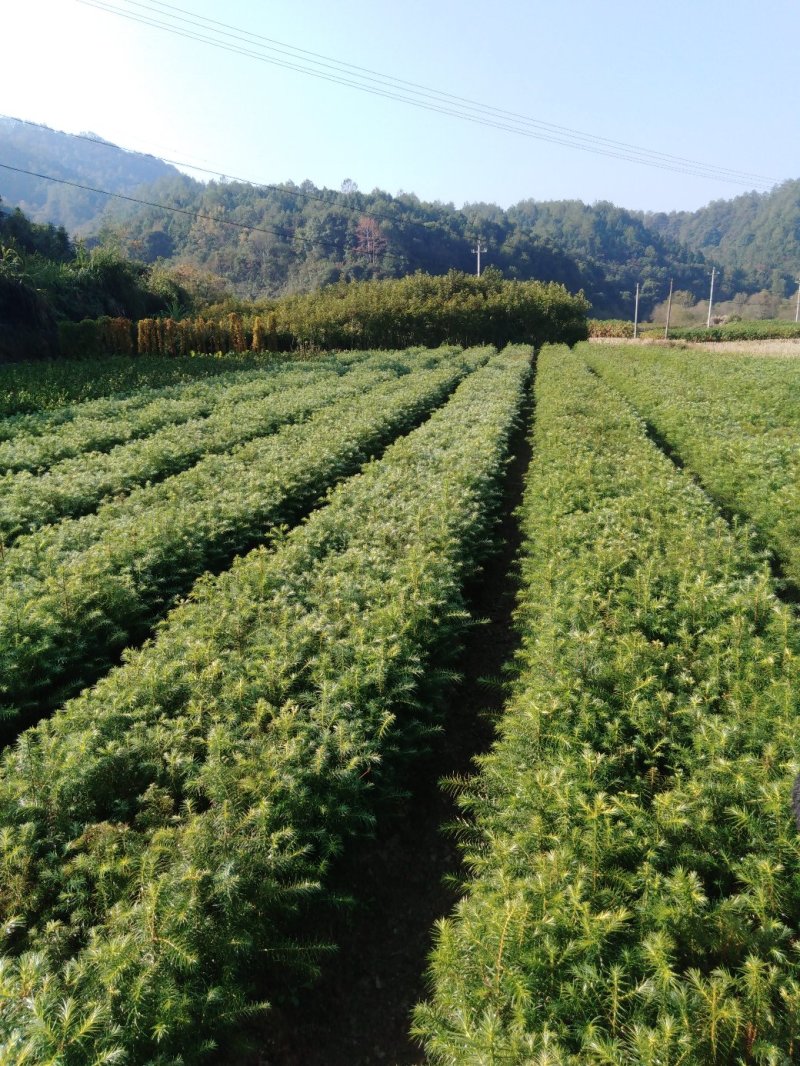 油茶小苗，质优价廉，诚信可靠！基地直供！