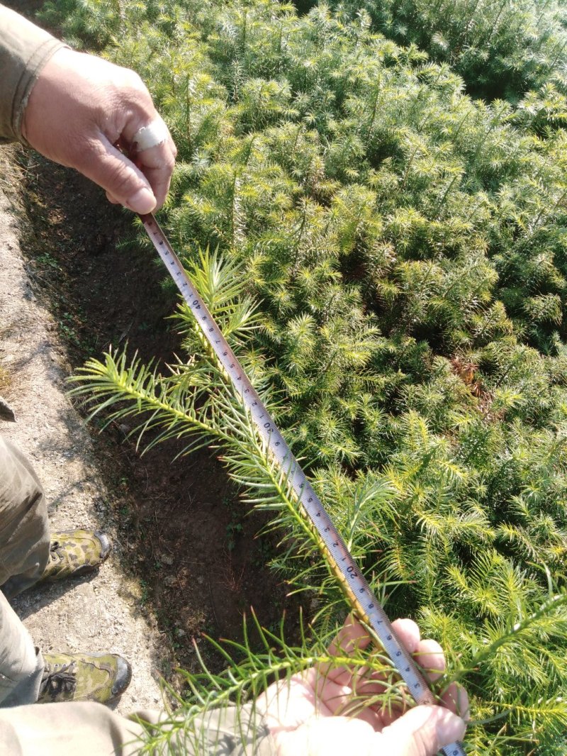 油茶小苗，质优价廉，诚信可靠！基地直供！