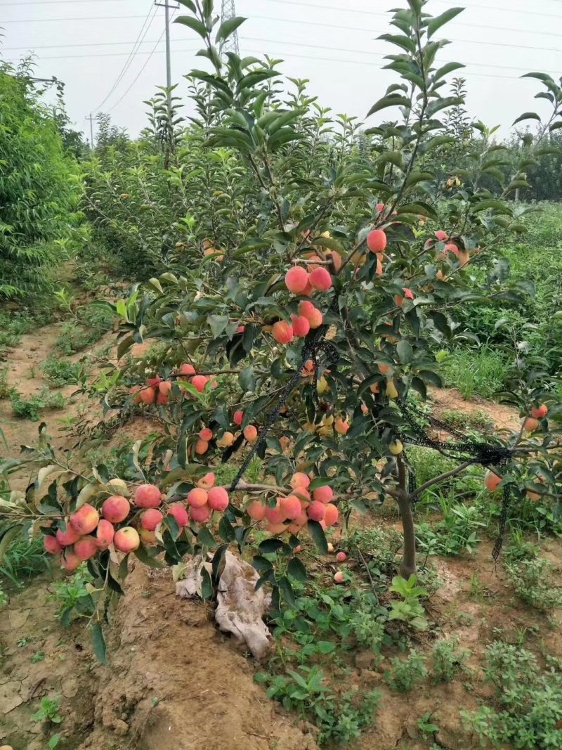 鸡心果树苗价格亮新农业基地批发鸡心果苹果树苗新品种