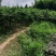 桃树苗《黄桃苗》基地直发现挖批发，保证成活，