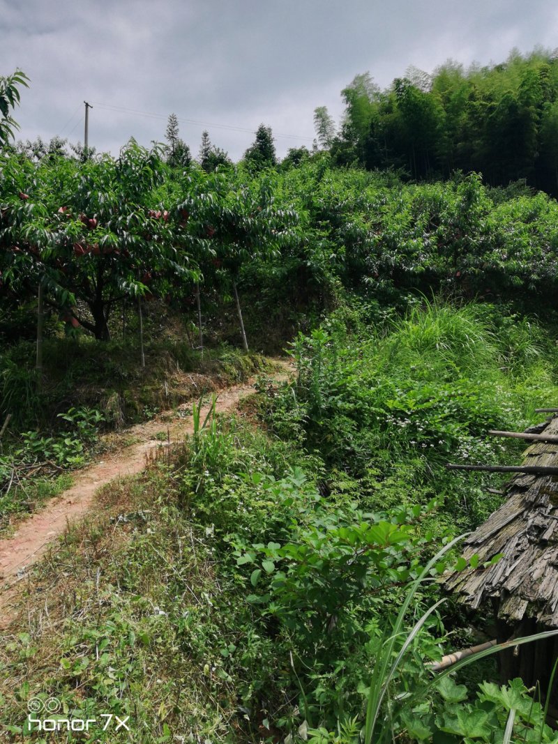 桃树苗《黄桃苗》基地直发现挖批发，保证成活，
