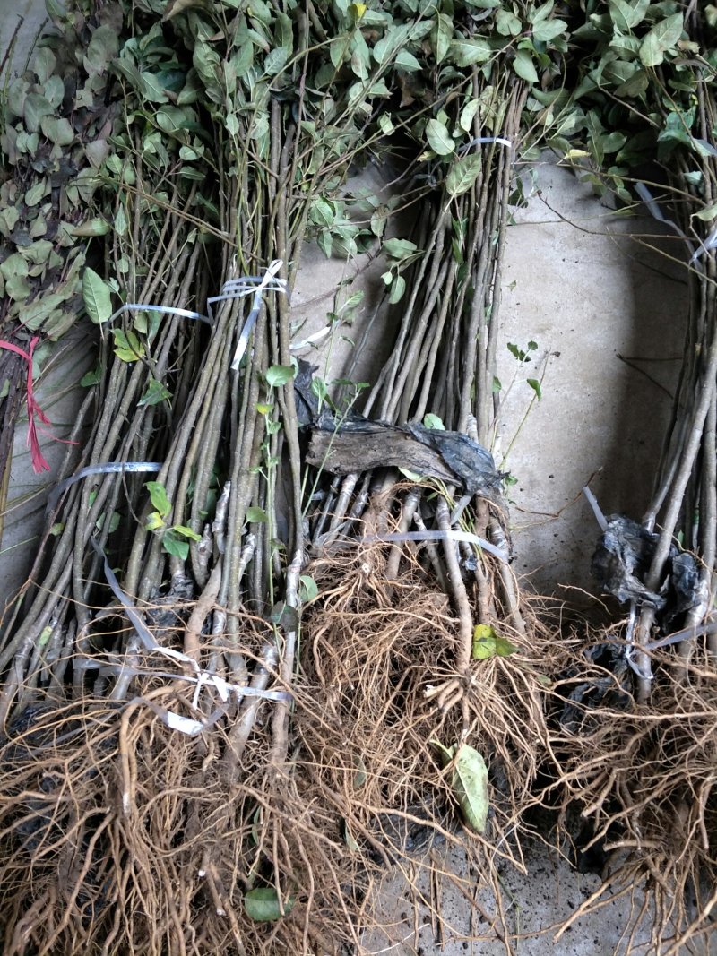 基地直销矮化苹果树苗价格红肉维那斯黄金苹果苗价格