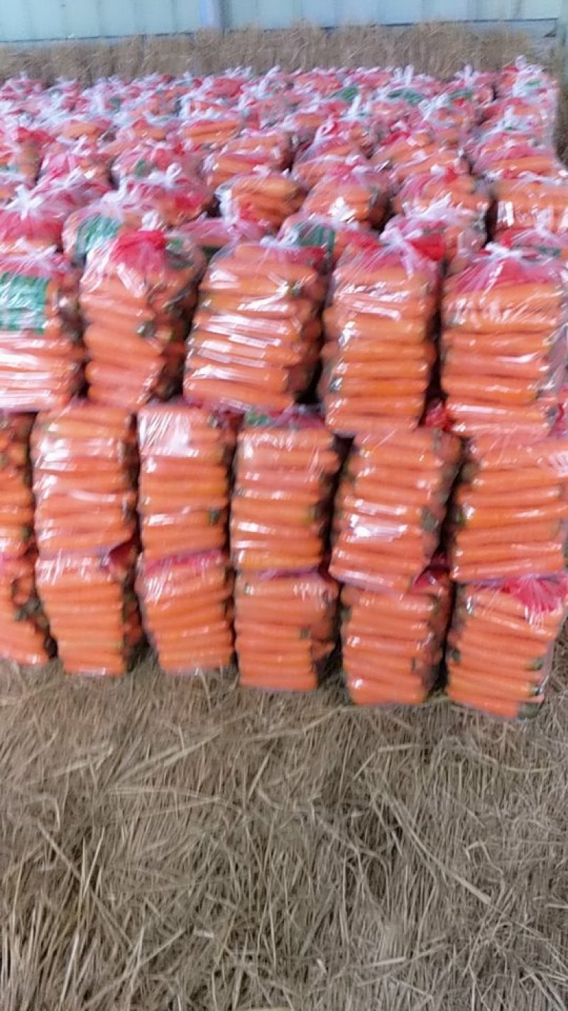 精品三红胡萝卜中条小条价格不高，靓货万亩种植基地