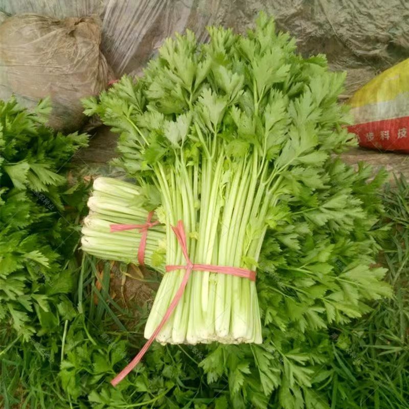 批发芹菜苗，实地考察看货，现挖现发，包成活，包质量包服务