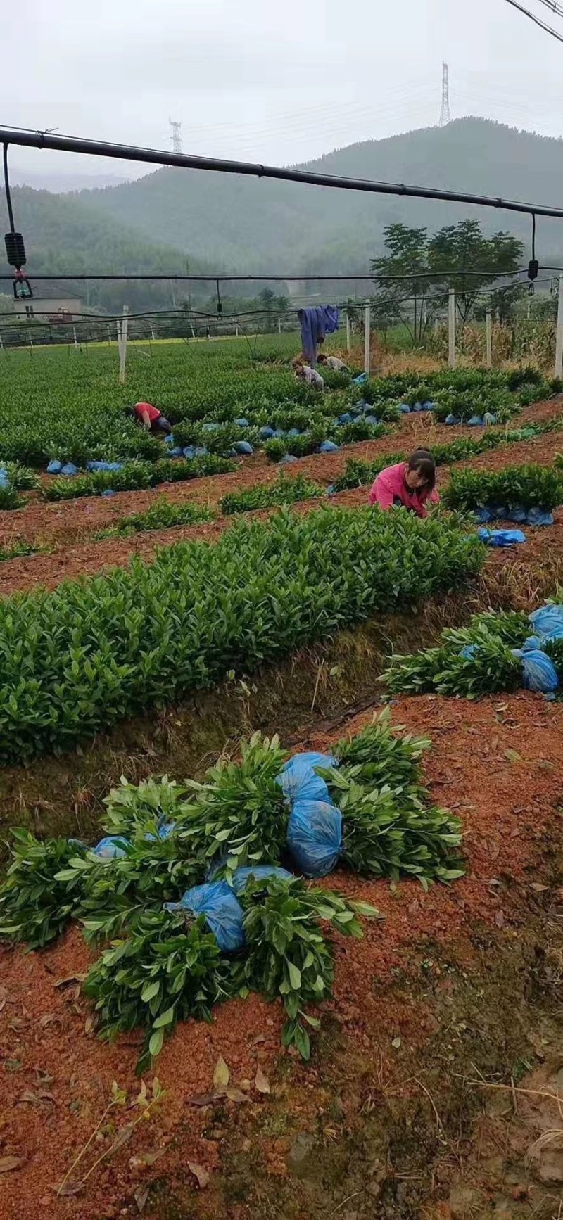 奶白茶，安吉白茶及各种茶苗