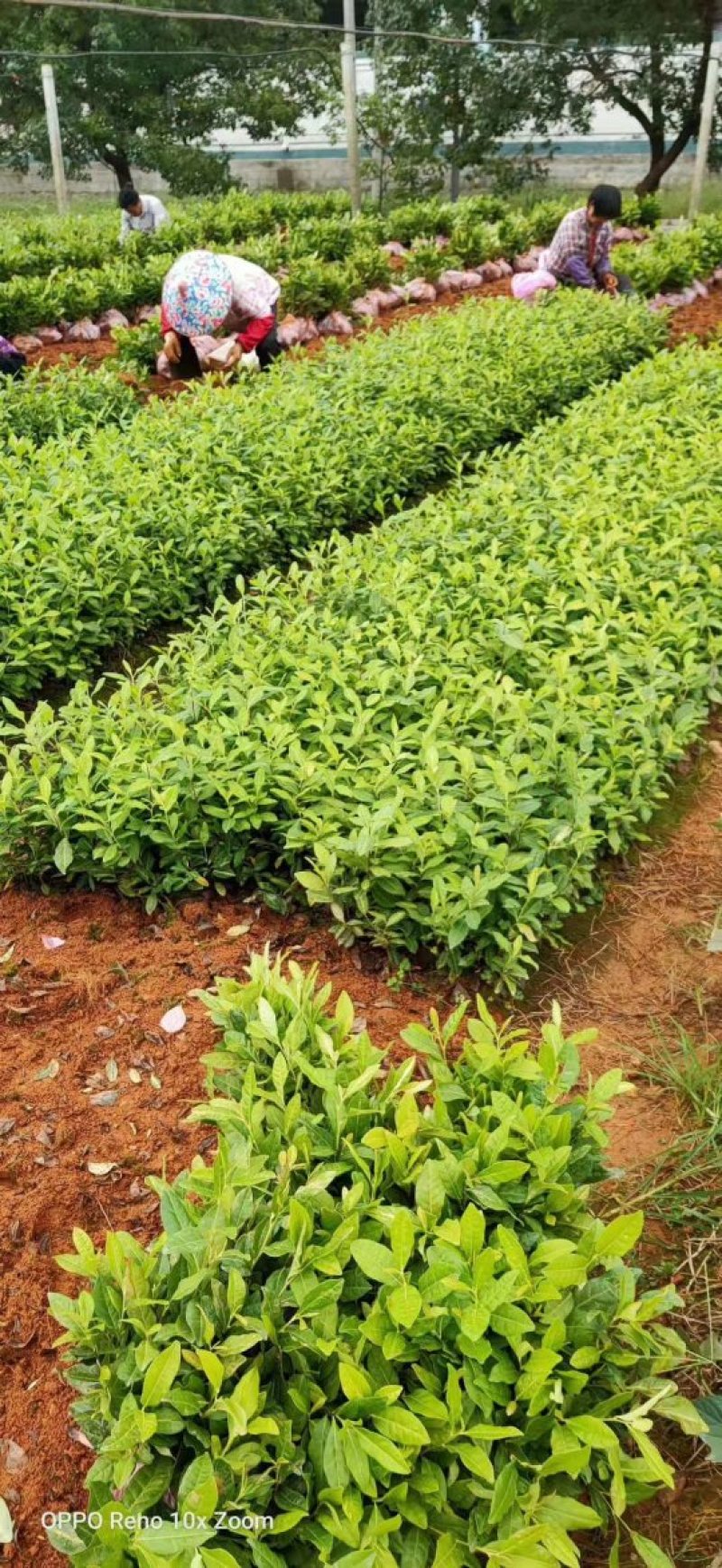 奶白茶，安吉白茶及各种茶苗