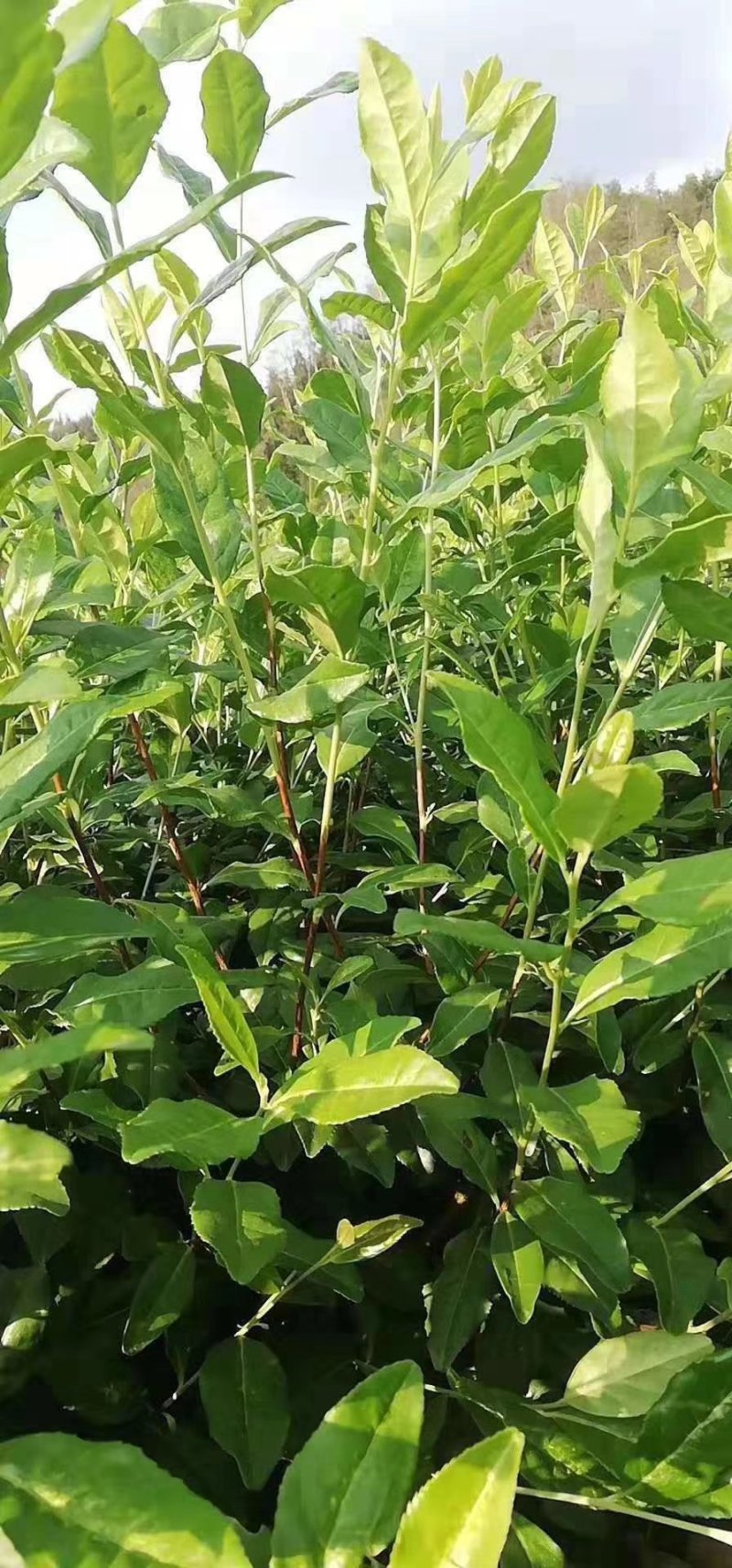 奶白茶，安吉白茶及各种茶苗