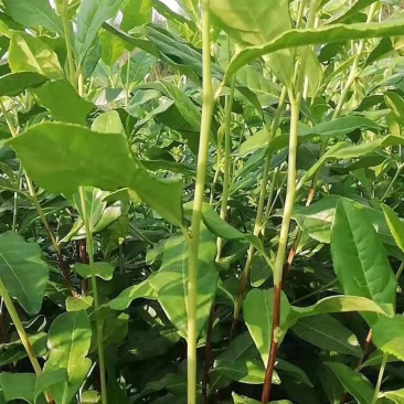 奶白茶，安吉白茶及各种茶苗