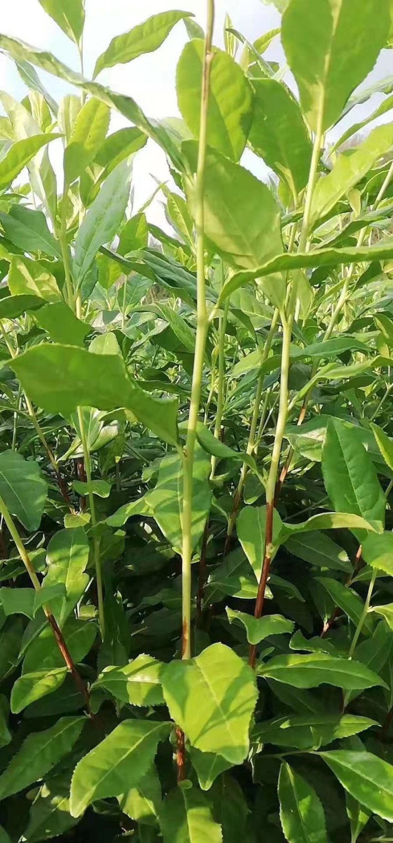 奶白茶，安吉白茶及各种茶苗
