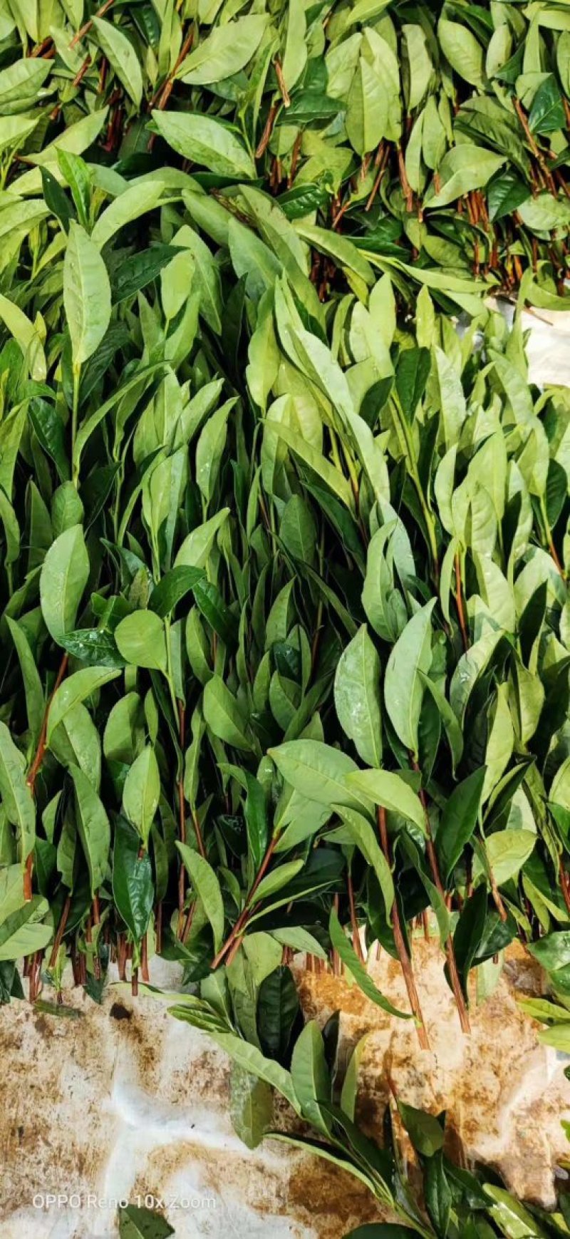 奶白茶，安吉白茶及各种茶苗