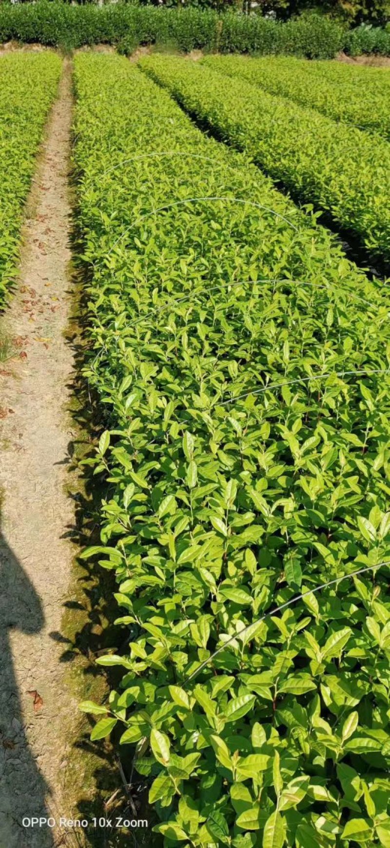 奶白茶，安吉白茶及各种茶苗