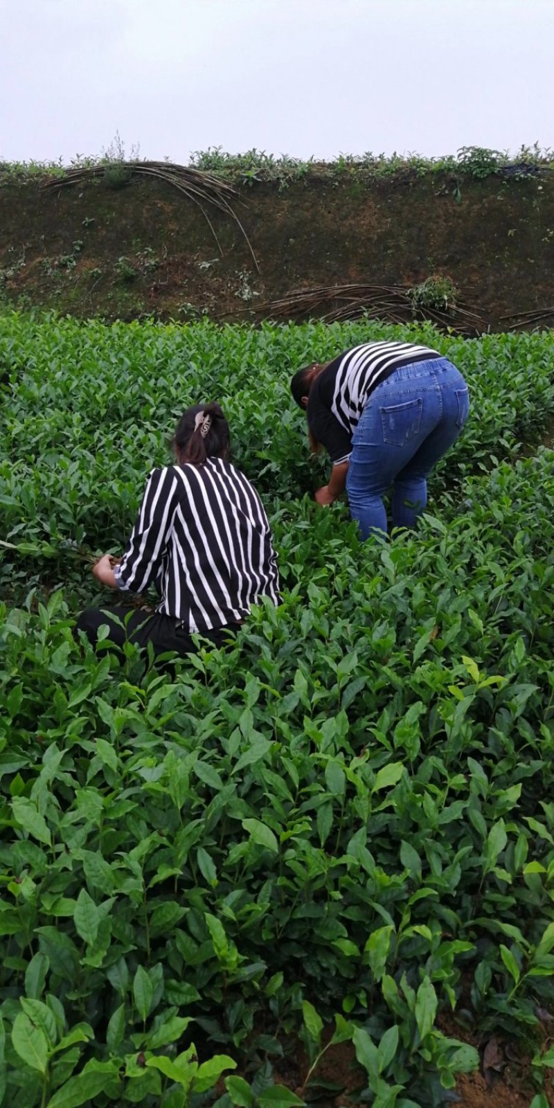 奶白茶，安吉白茶及各种茶苗