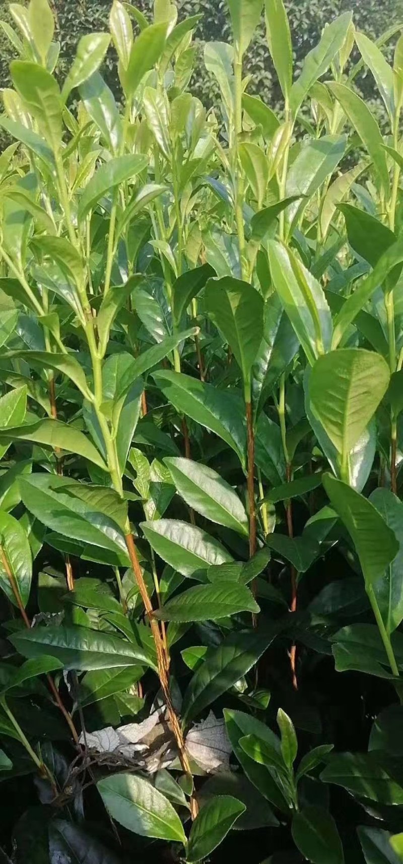 奶白茶，安吉白茶及各种茶苗