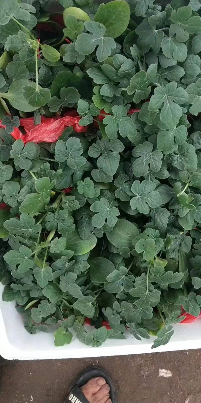 8424西瓜苗西农8西瓜苗金城龙卷风西瓜苗