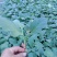 寿光育苗基地供应直根大龙茄子苗布里塔嫁接茄子苗765
