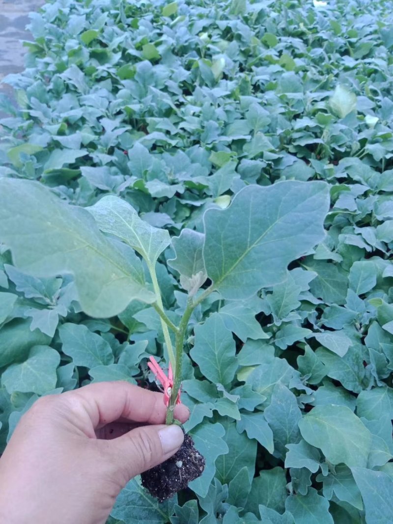 寿光育苗基地供应直根大龙茄子苗布里塔嫁接茄子苗765