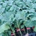 寿光育苗基地供应直根大龙茄子苗布里塔嫁接茄子苗765