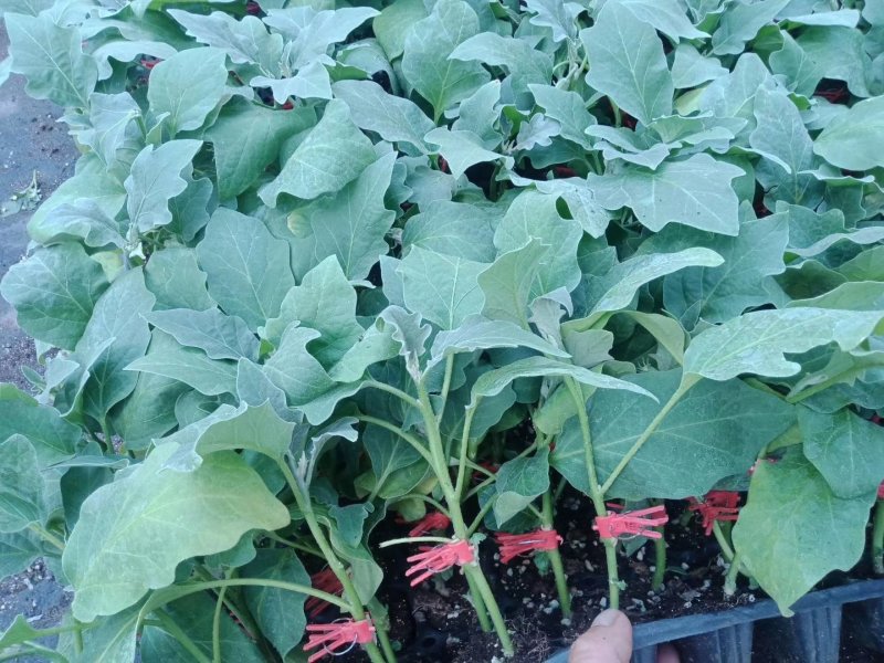寿光育苗基地供应直根大龙茄子苗布里塔嫁接茄子苗765