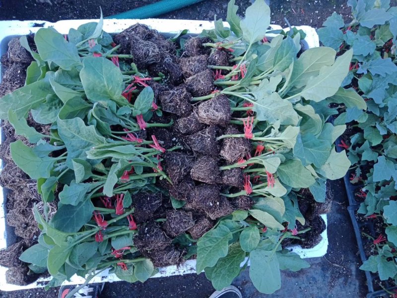 寿光育苗基地供应直根大龙茄子苗布里塔嫁接茄子苗765