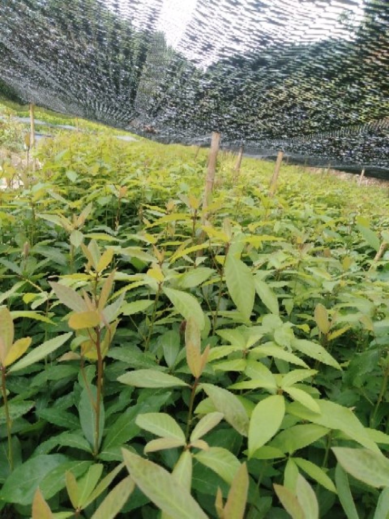 闽楠苗，裸根袋苗都有货，质优价廉，诚信可靠！